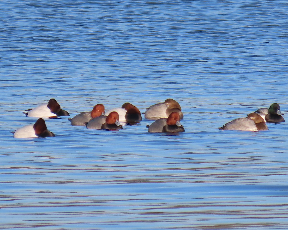 Fuligule à tête rouge - ML649820019