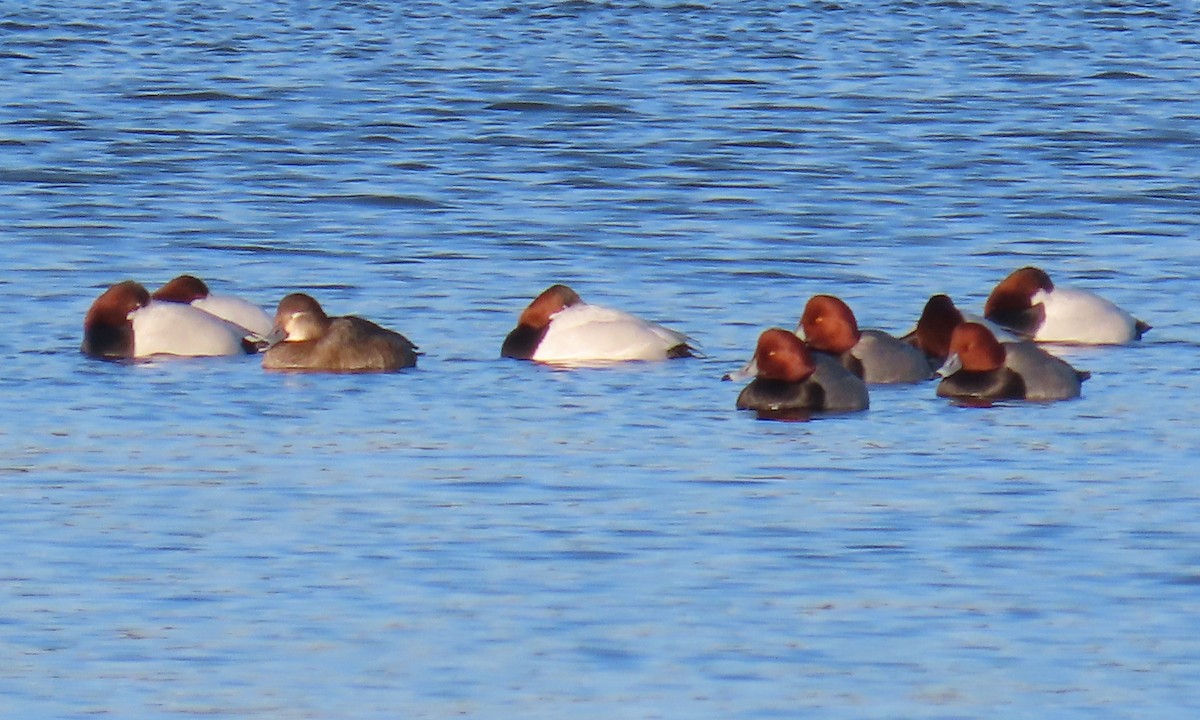 Fuligule à tête rouge - ML649820021