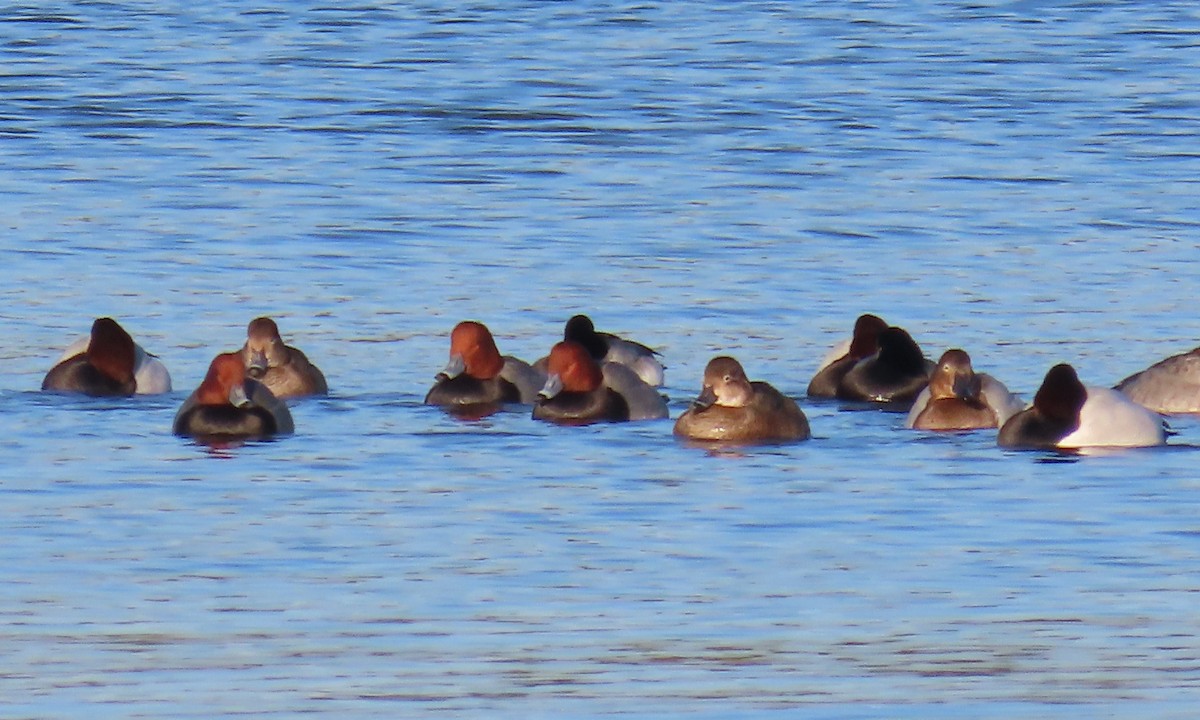 Fuligule à tête rouge - ML649820022