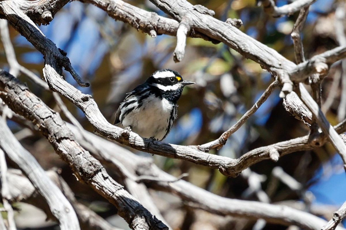 Black-throated Gray Warbler - ML649820024