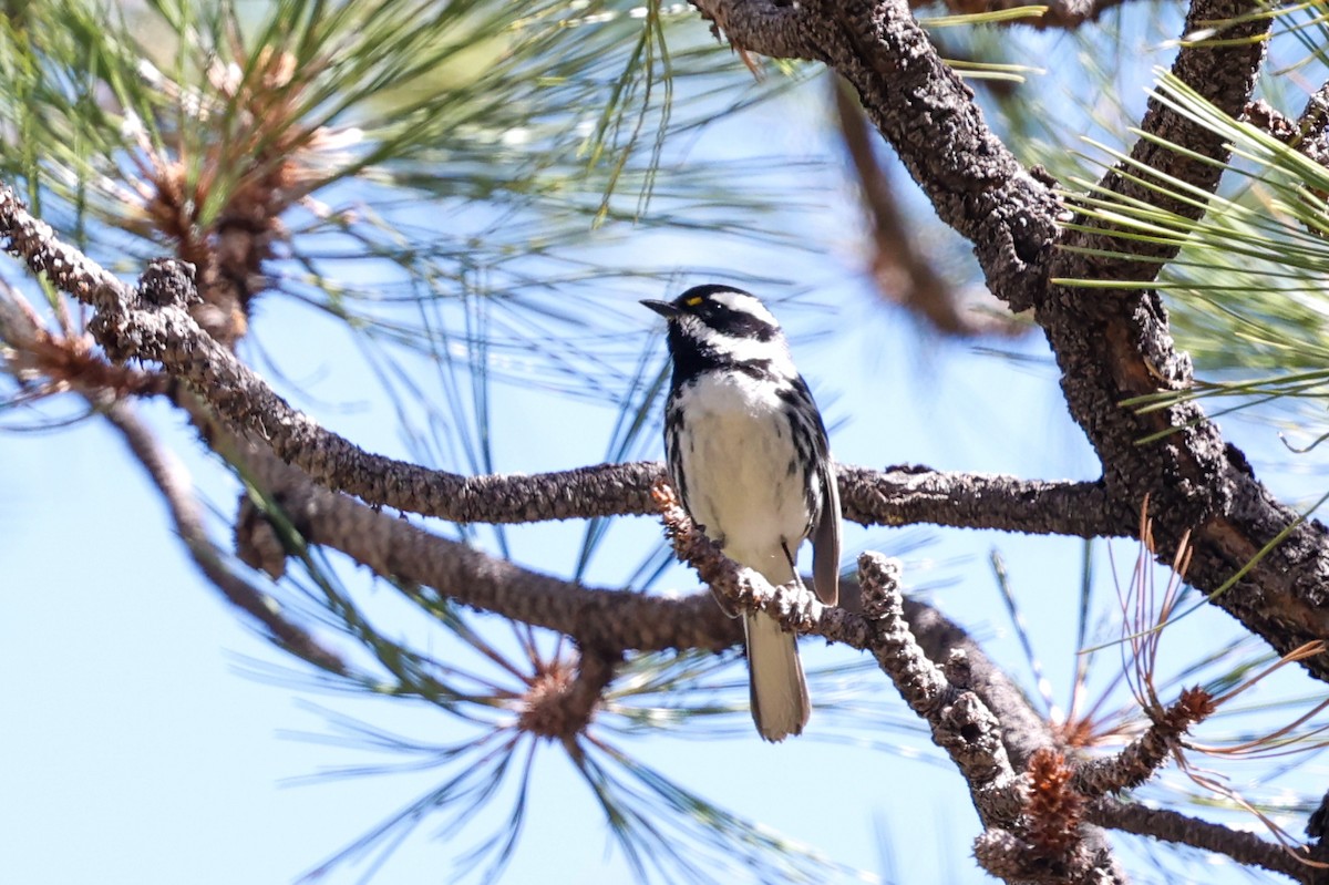 Black-throated Gray Warbler - ML649820026