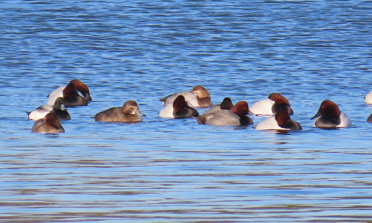 Fuligule à tête rouge - ML649820027