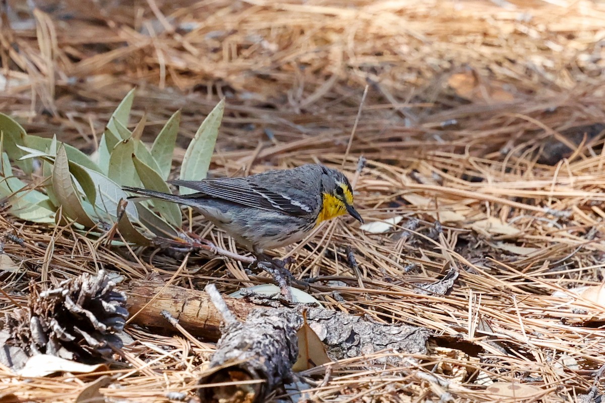 Grace's Warbler - ML649820035