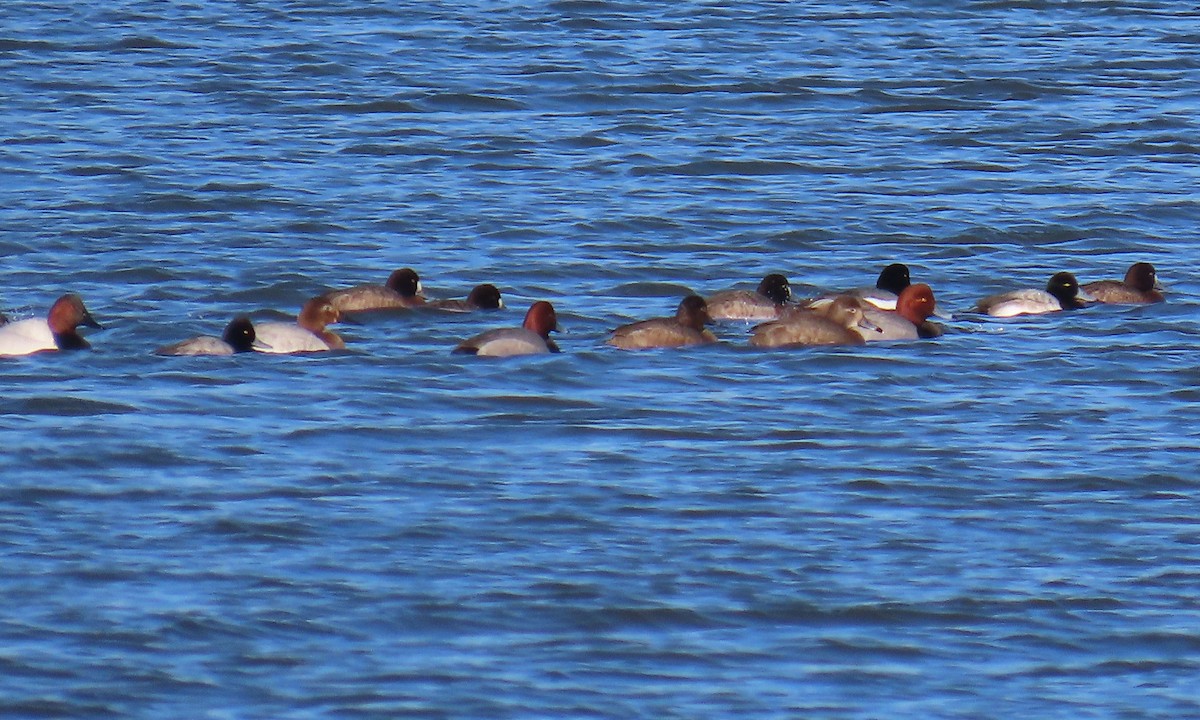 Petit Fuligule - ML649820043