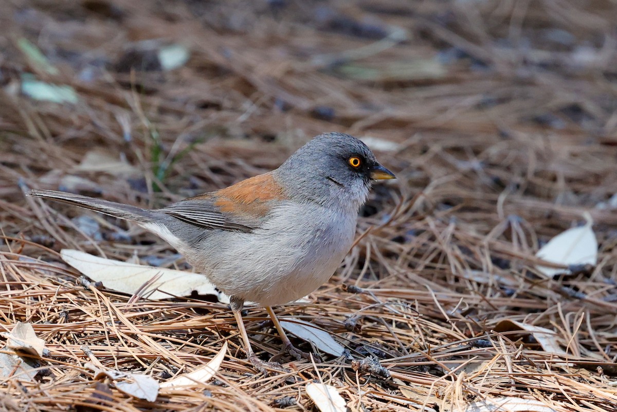 Yellow-eyed Junco - ML649820044