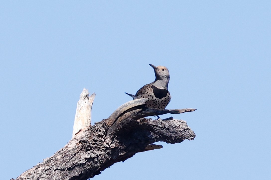 datel zlatý [skupina cafer] - ML649820054