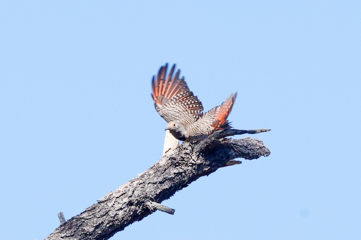 datel zlatý [skupina cafer] - ML649820056