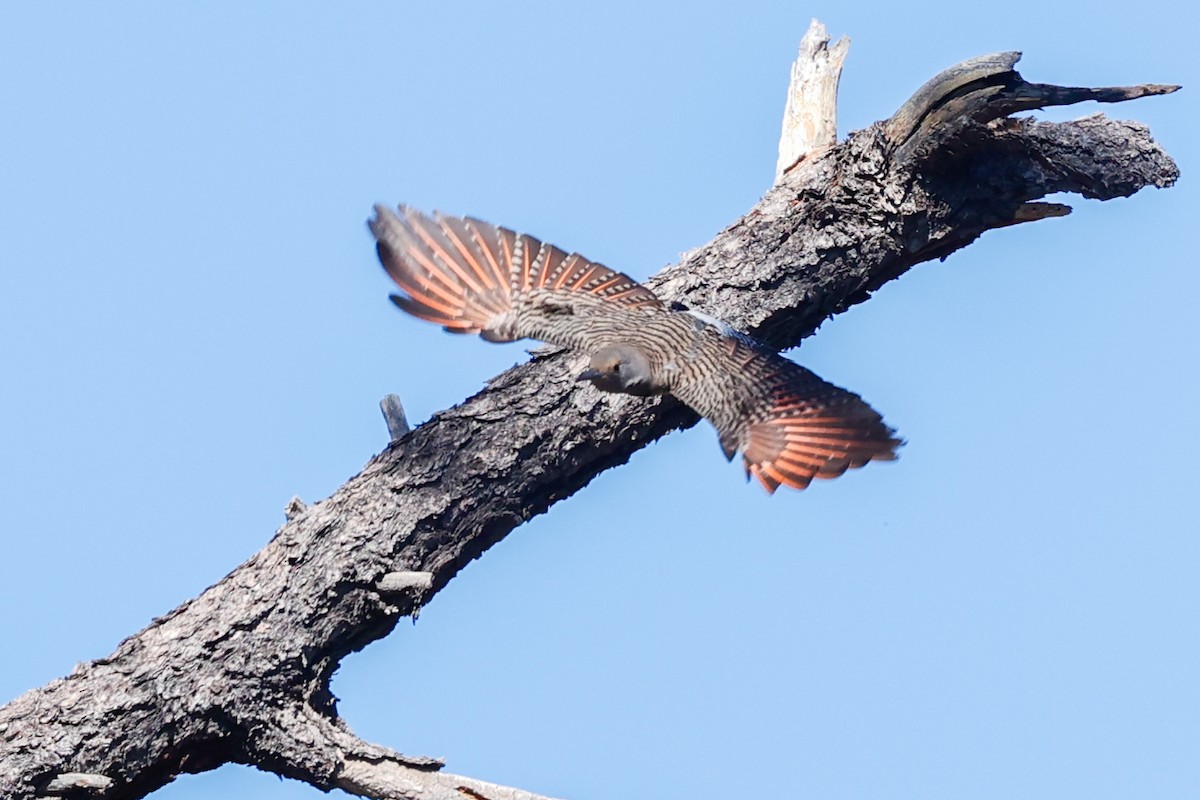 datel zlatý [skupina cafer] - ML649820057