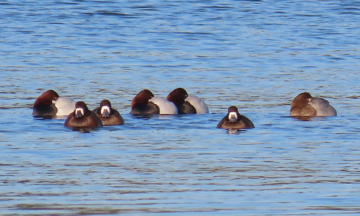 Fuligule milouinan - ML649820272