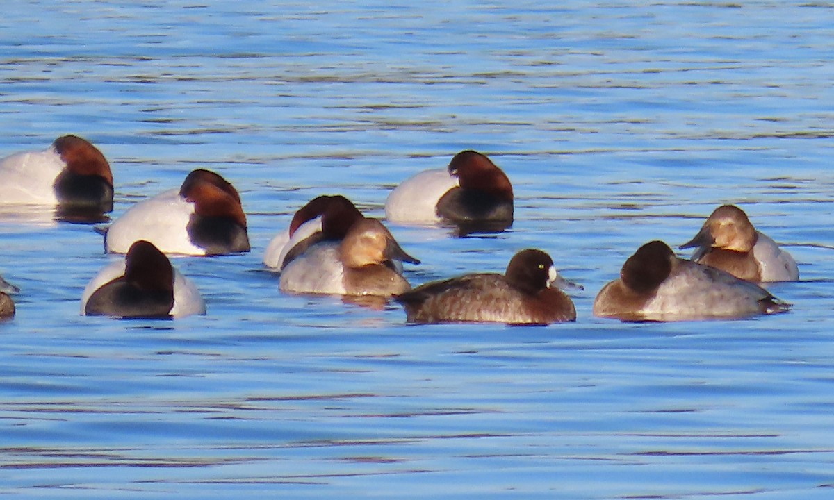 Fuligule milouinan - ML649820274