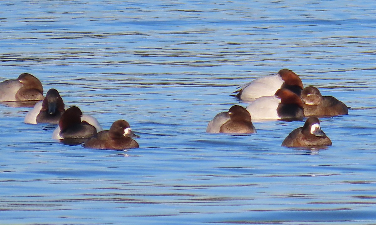 Fuligule milouinan - ML649820275