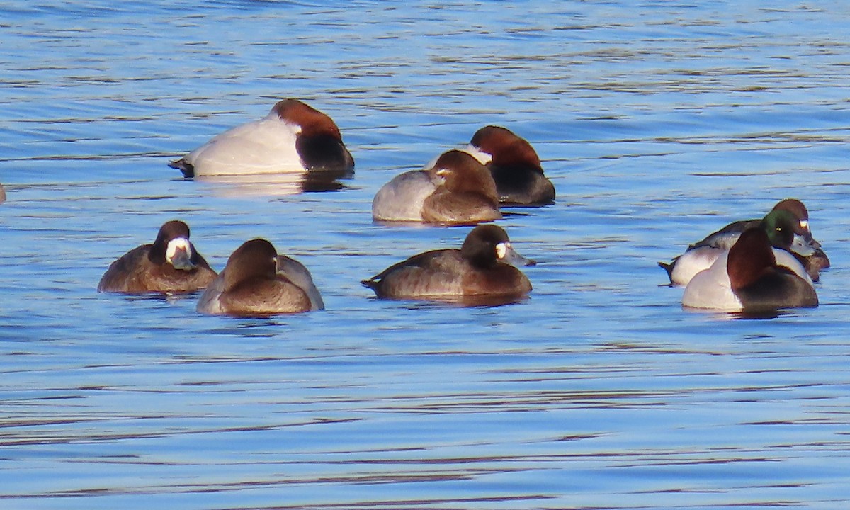 Fuligule milouinan - ML649820276