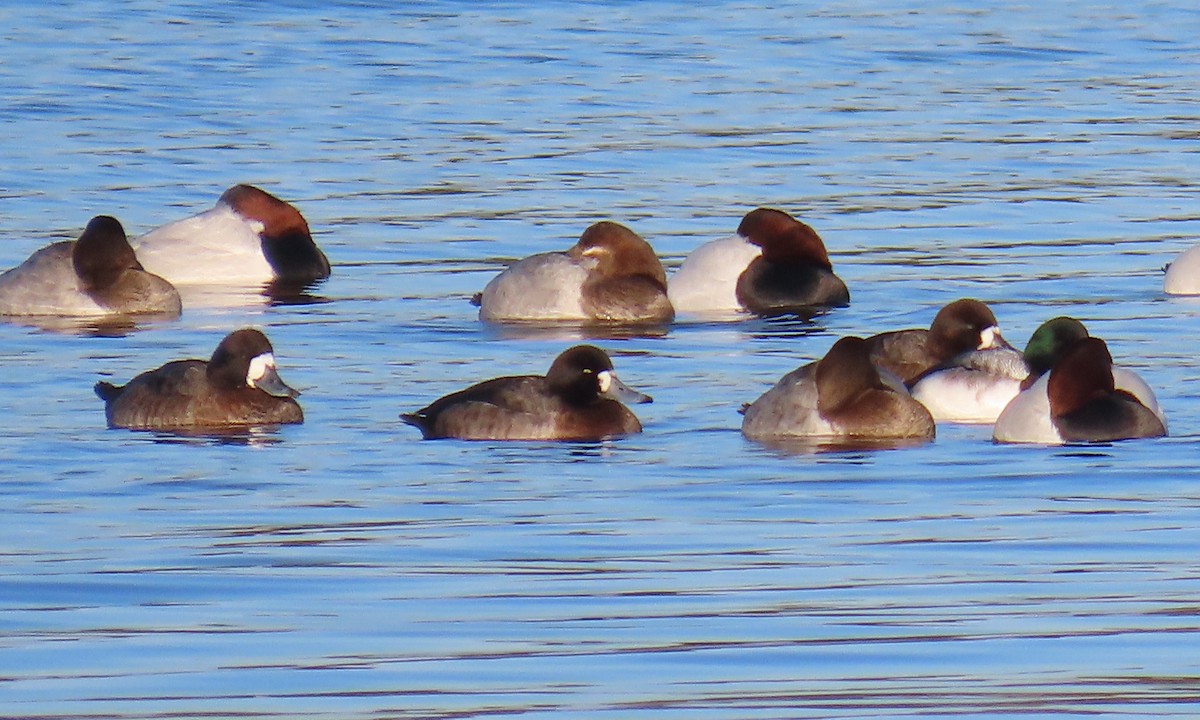 Fuligule milouinan - ML649820278