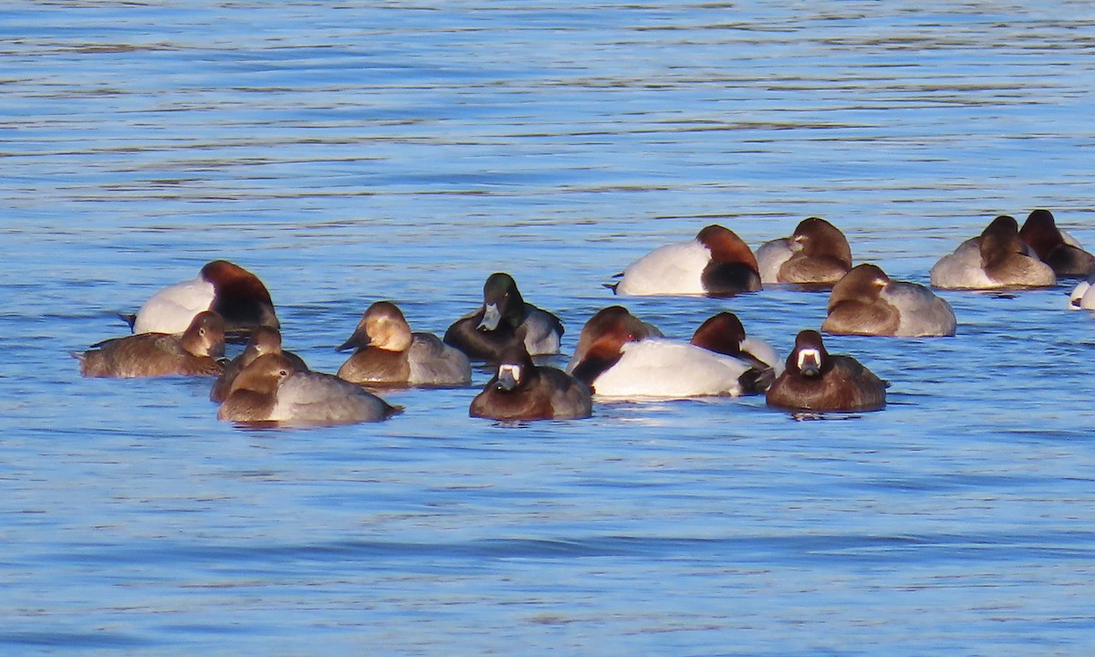 Fuligule milouinan - ML649820279