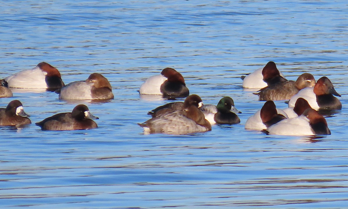 Fuligule milouinan - ML649820281