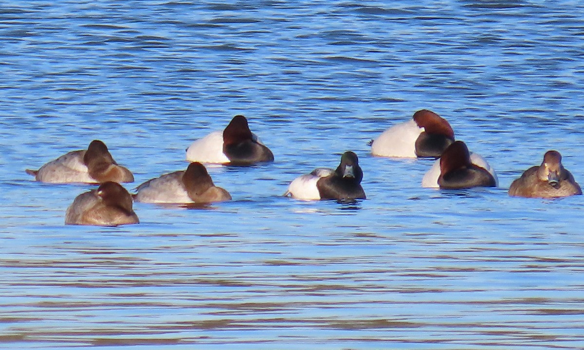 Fuligule milouinan - ML649820282