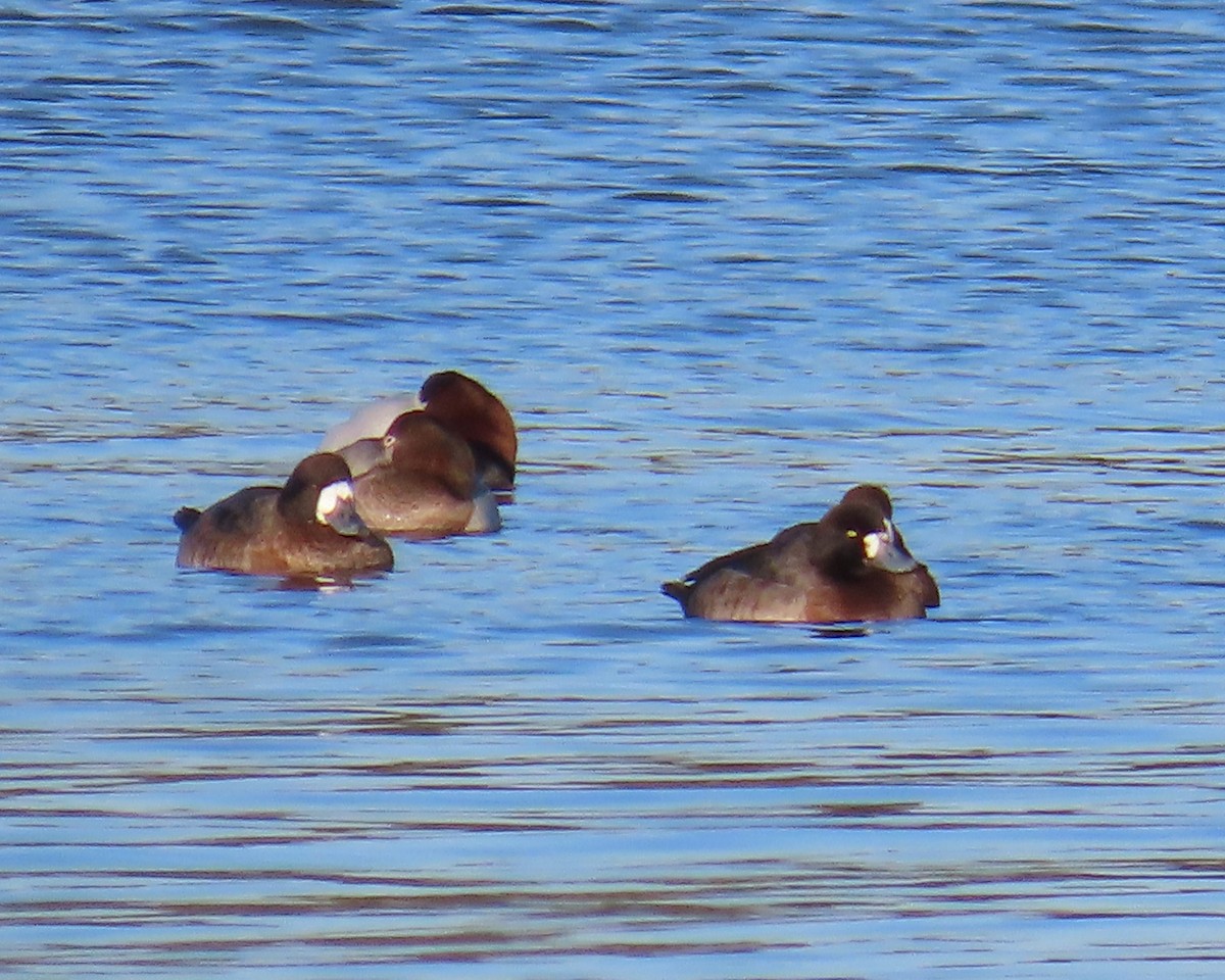 Fuligule milouinan - ML649820283