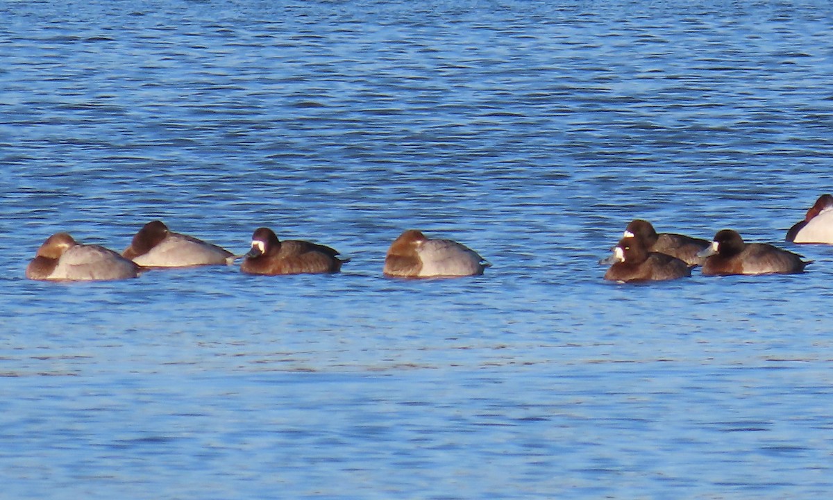 Fuligule milouinan - ML649820284