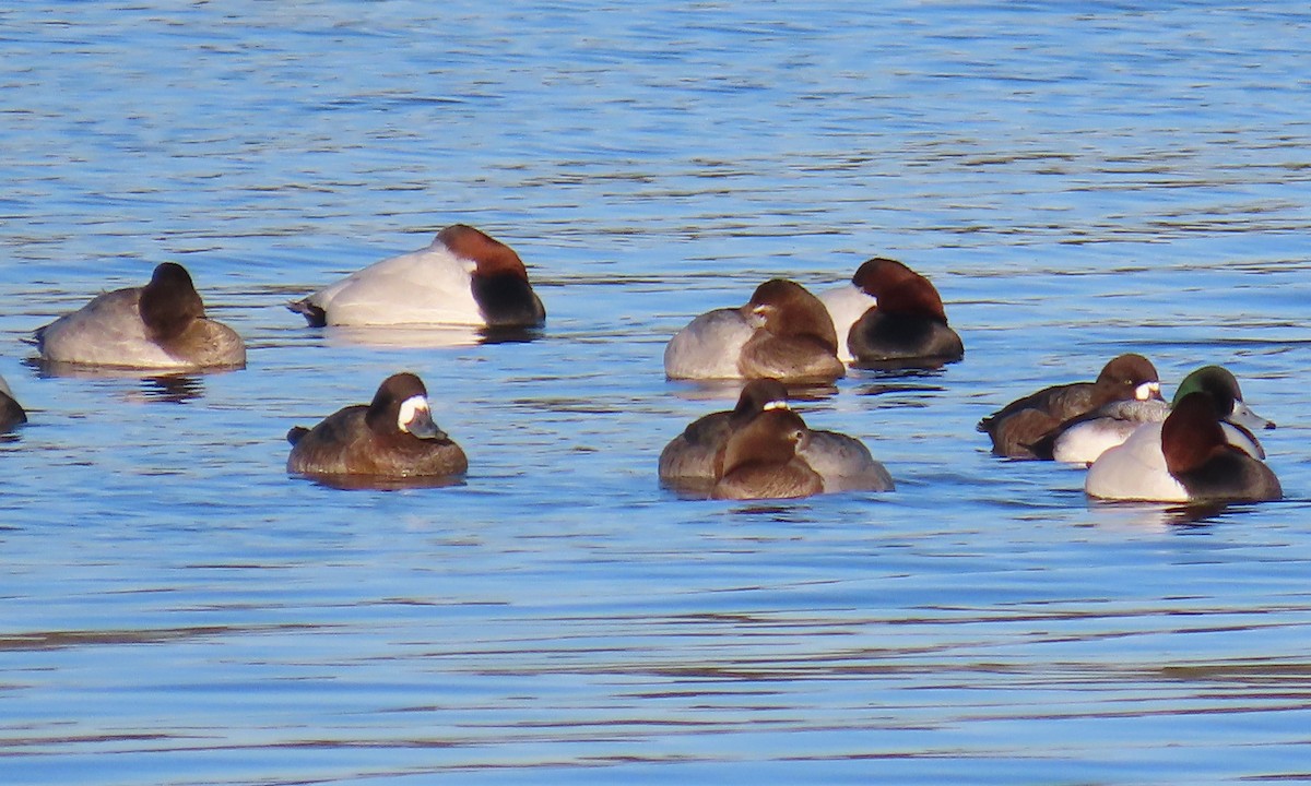 Fuligule milouinan - ML649820285