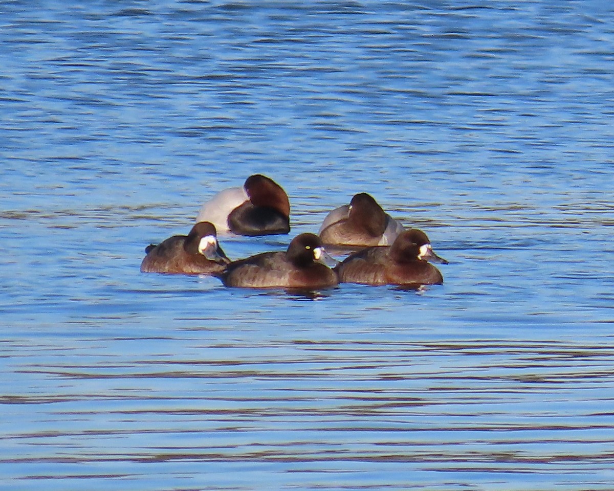 Fuligule milouinan - ML649820287