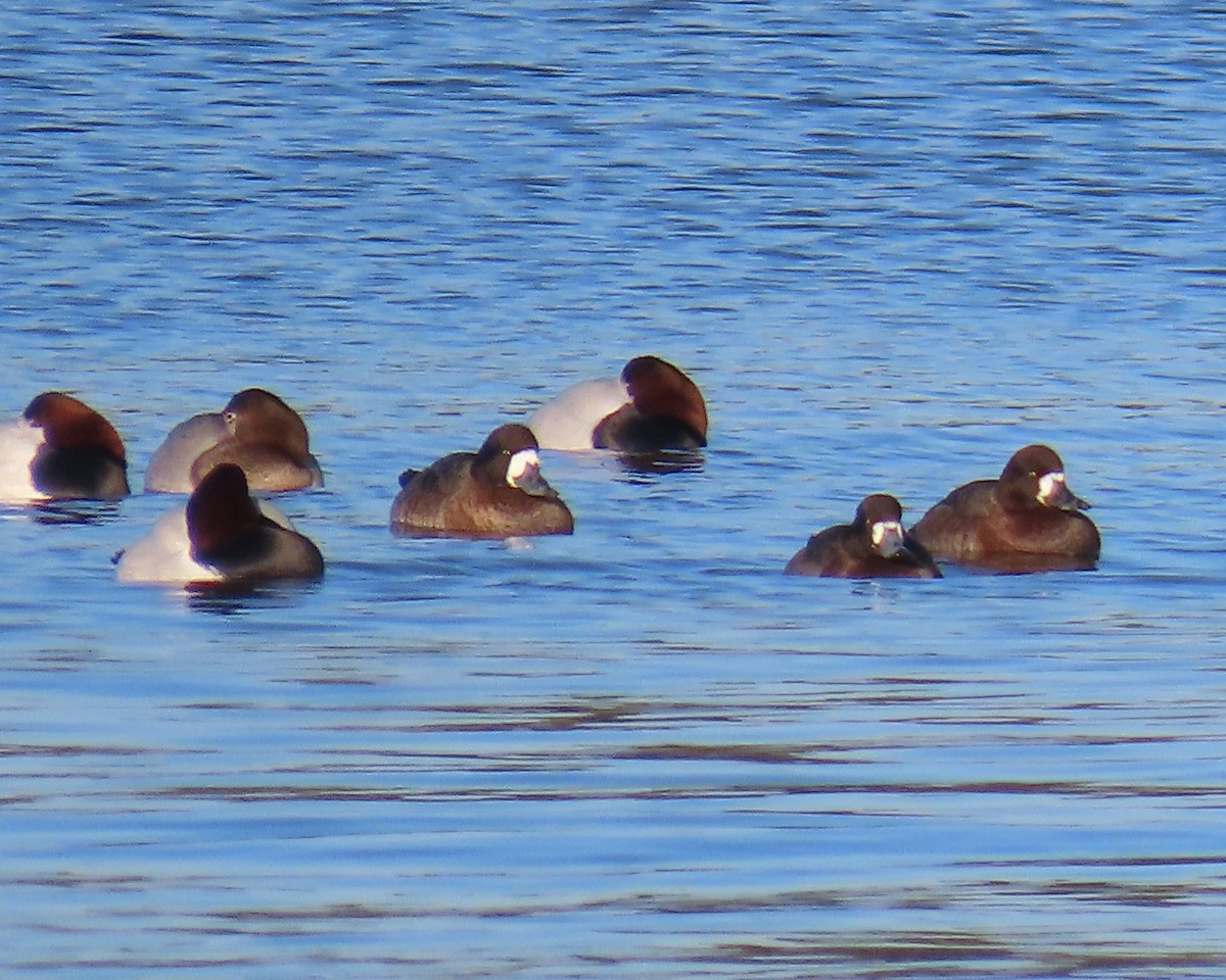 Fuligule milouinan - ML649820289