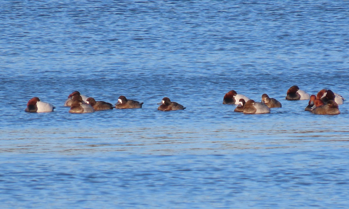 Fuligule milouinan - ML649820290