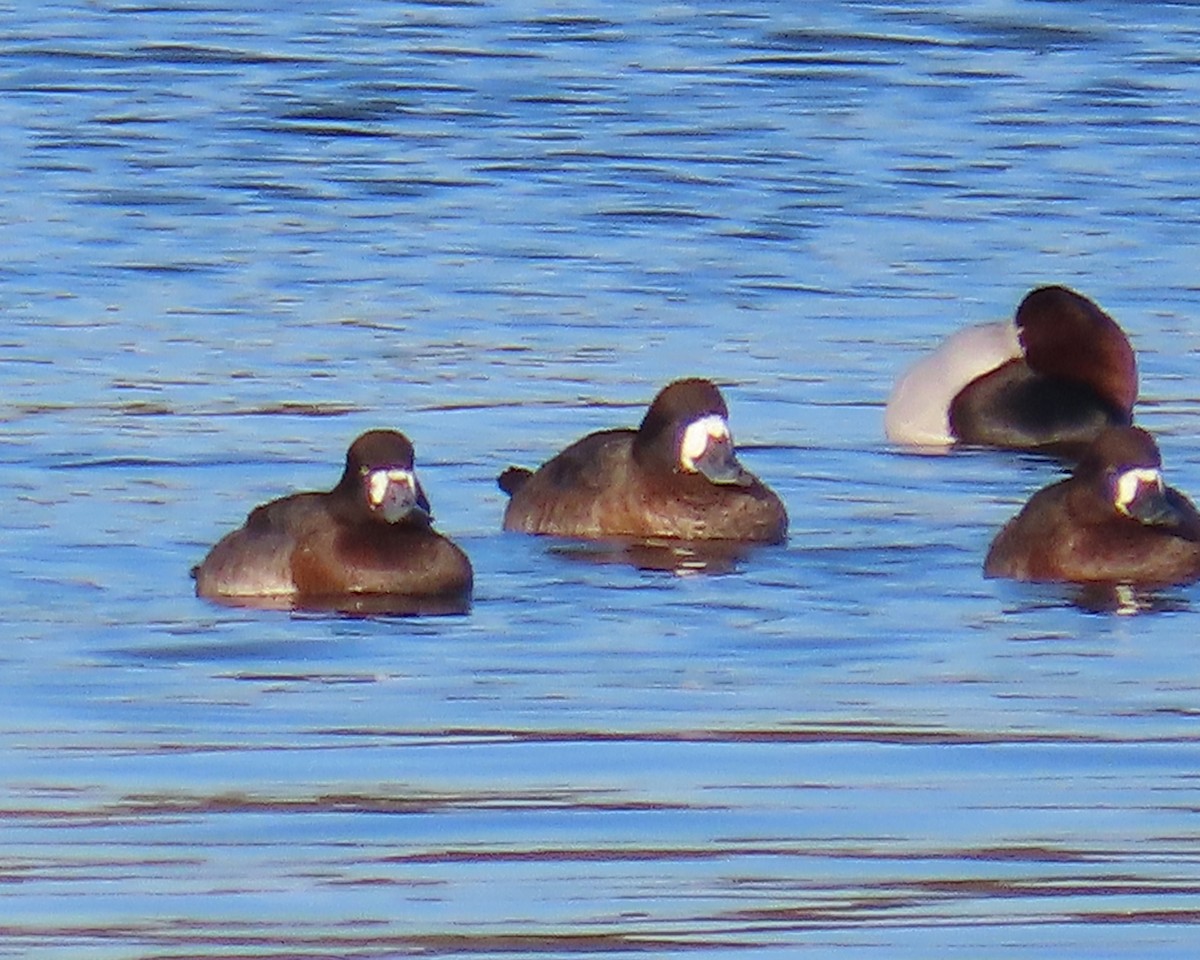 Fuligule milouinan - ML649820291