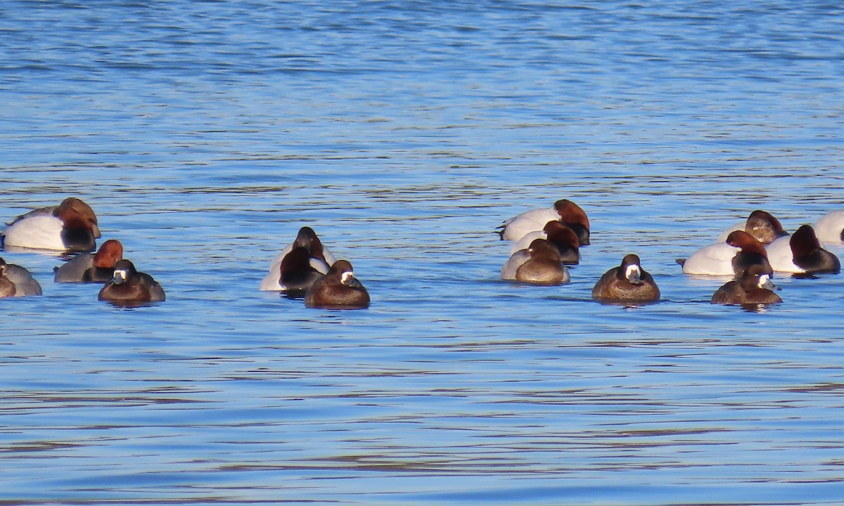 Fuligule milouinan - ML649820293