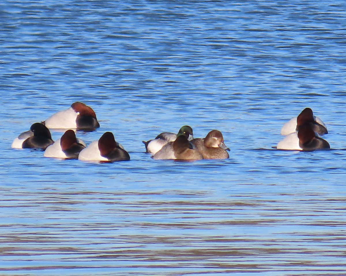 Fuligule milouinan - ML649820294