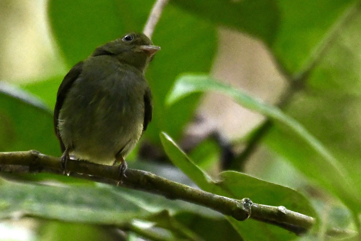 Red-capped Manakin - ML649820365