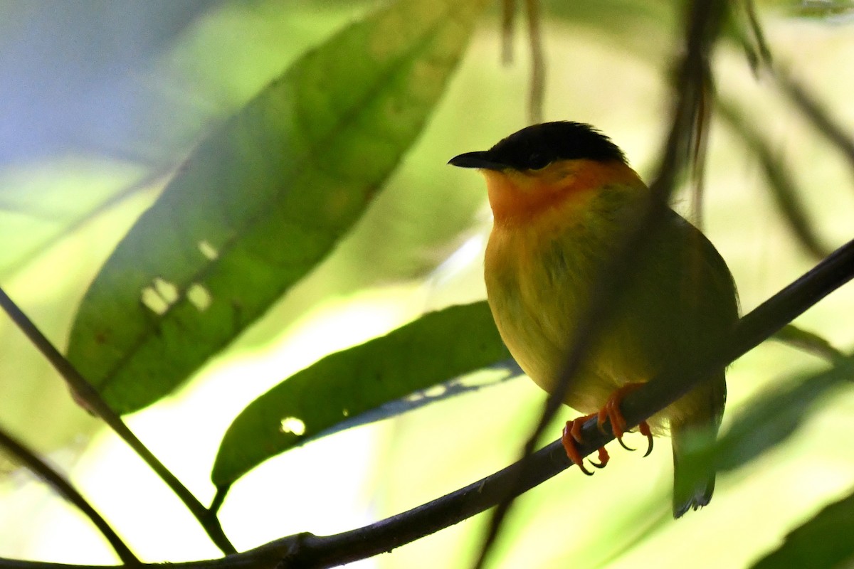 Orange-collared Manakin - ML649820404