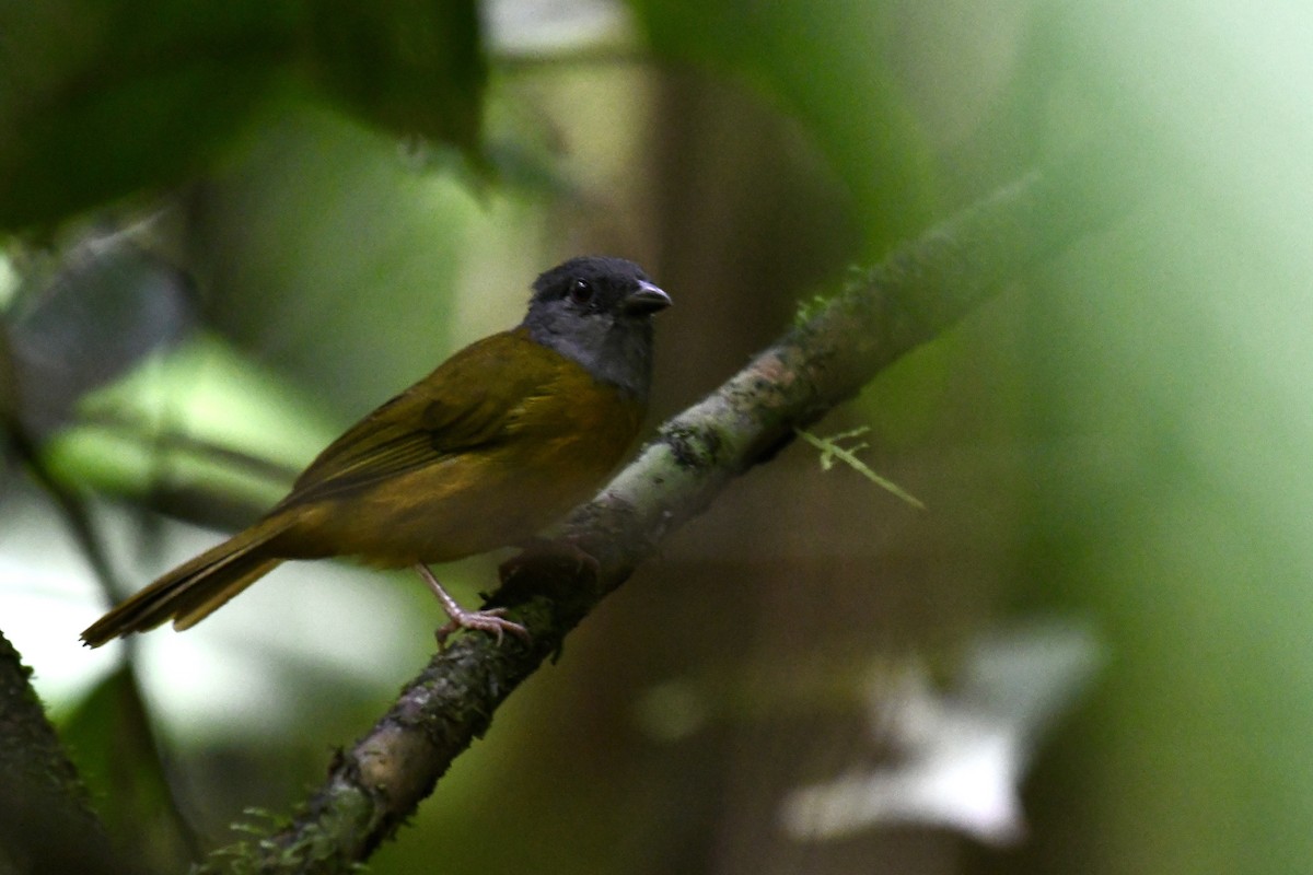 Gray-headed Tanager - ML649820449