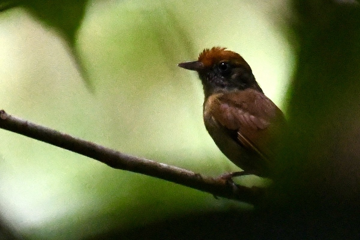 Ochre-crowned Greenlet - ML649820511