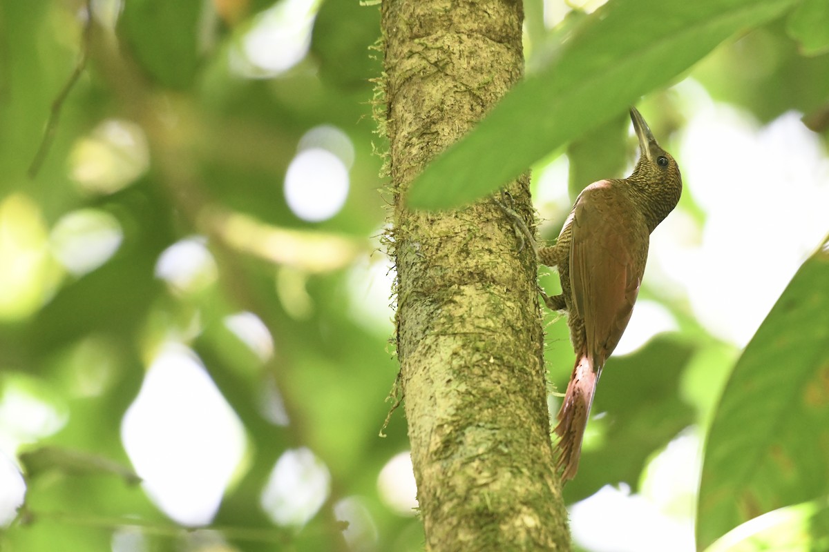 Northern Barred-Woodcreeper - ML649820562
