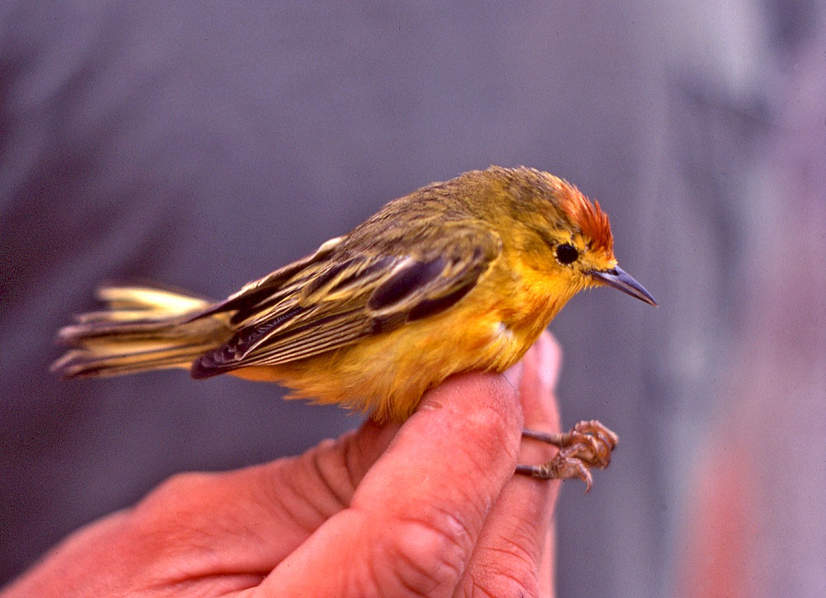 Пісняр-лісовик жовтий північний - ML649820655