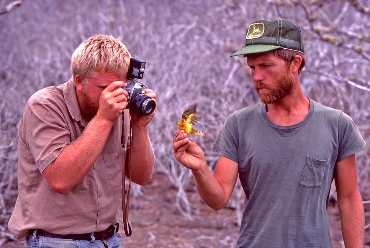 Пісняр-лісовик жовтий північний - ML649820656