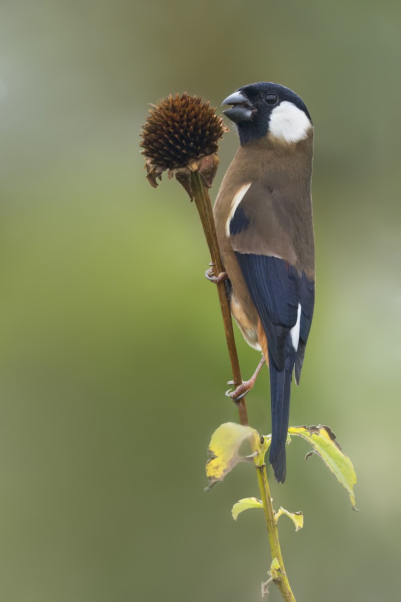 Снігур білощокий - ML649820659