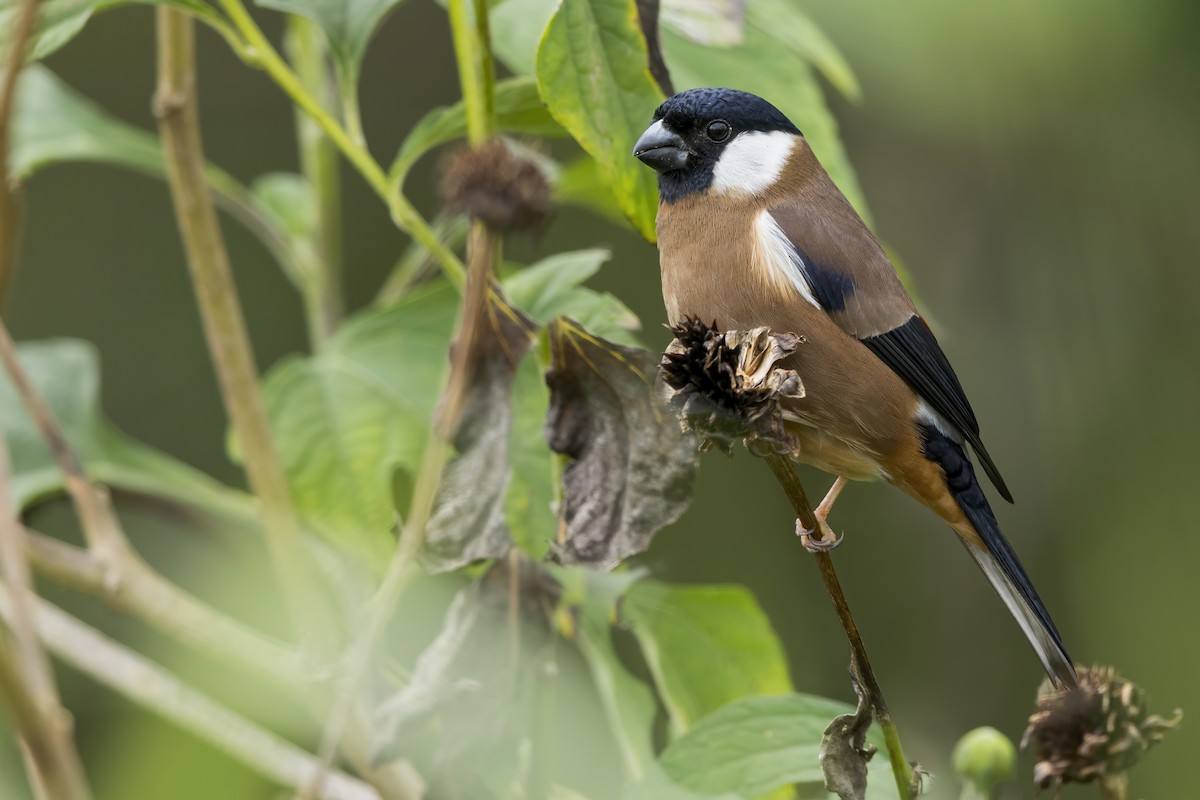 Снігур білощокий - ML649820802