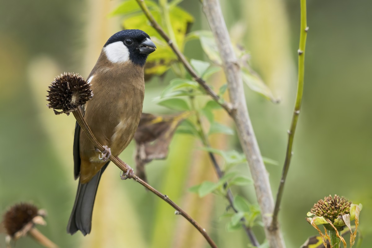 Снігур білощокий - ML649820872