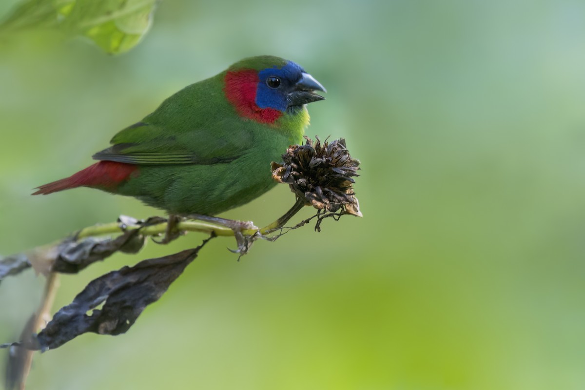 Red-eared Parrotfinch - ML649821006