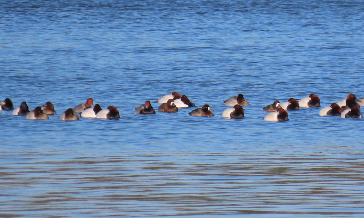 Fuligule milouinan - ML649821546