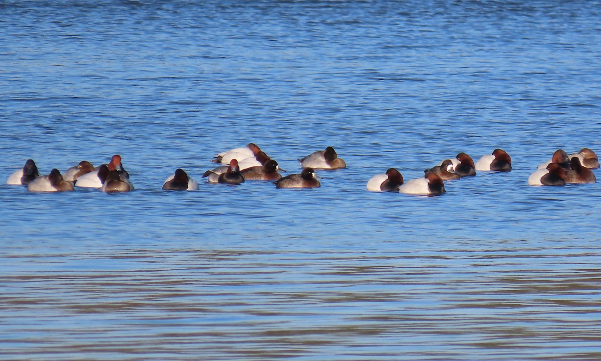 Fuligule milouinan - ML649821557