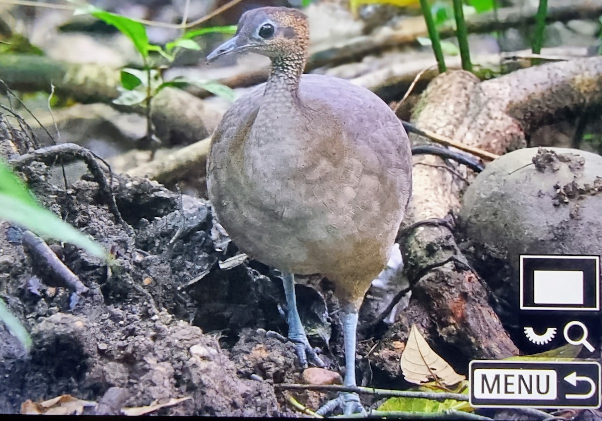 Great Tinamou - ML649822168