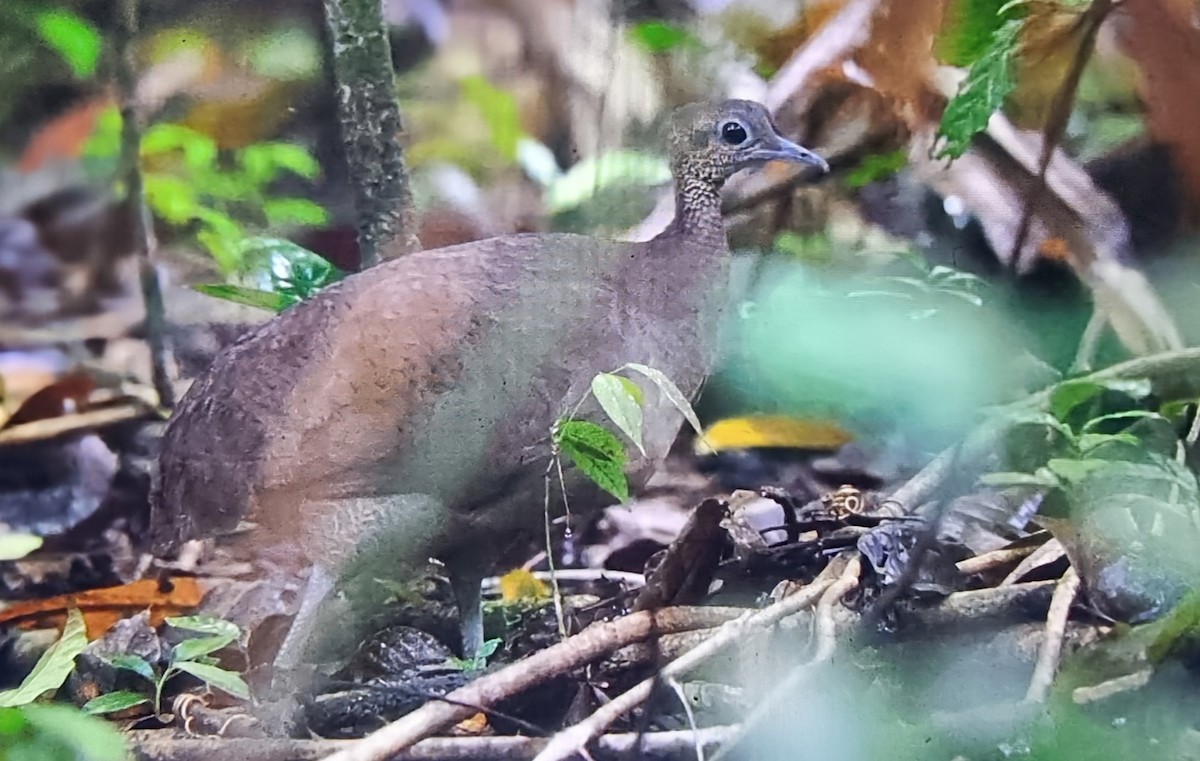 Great Tinamou - ML649822169