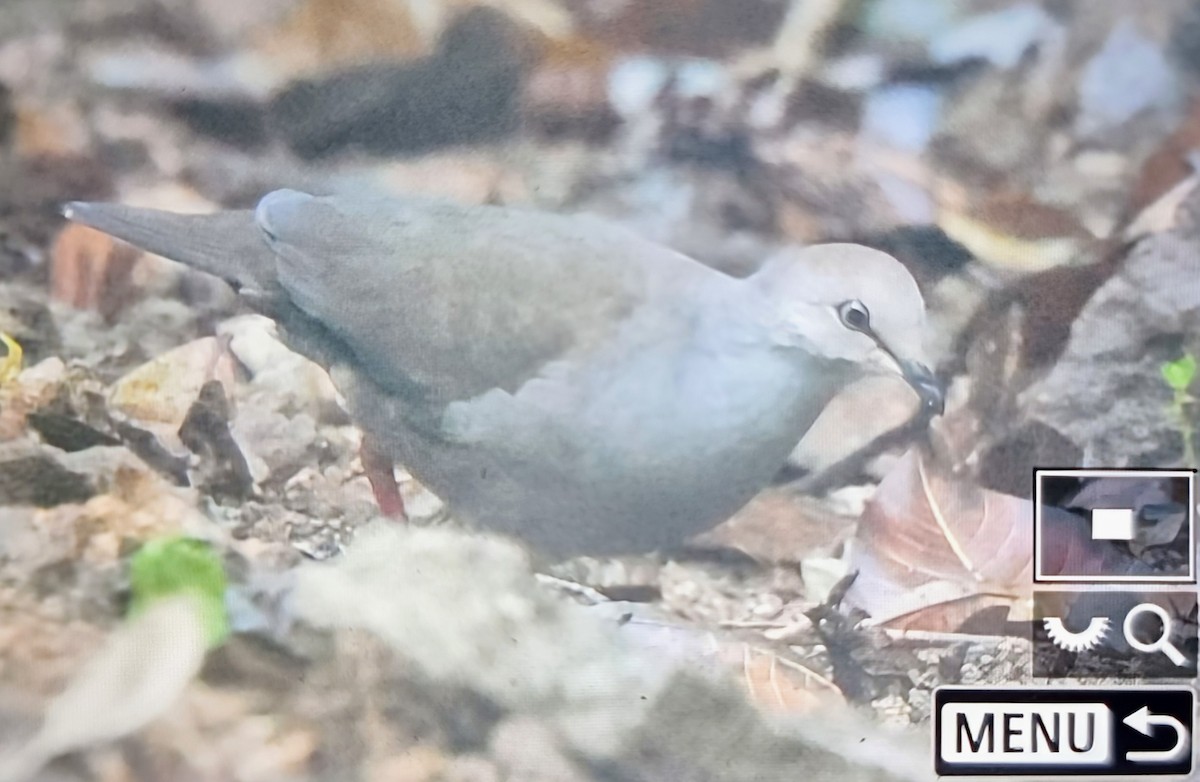 Gray-chested Dove (cassinii) - ML649822170