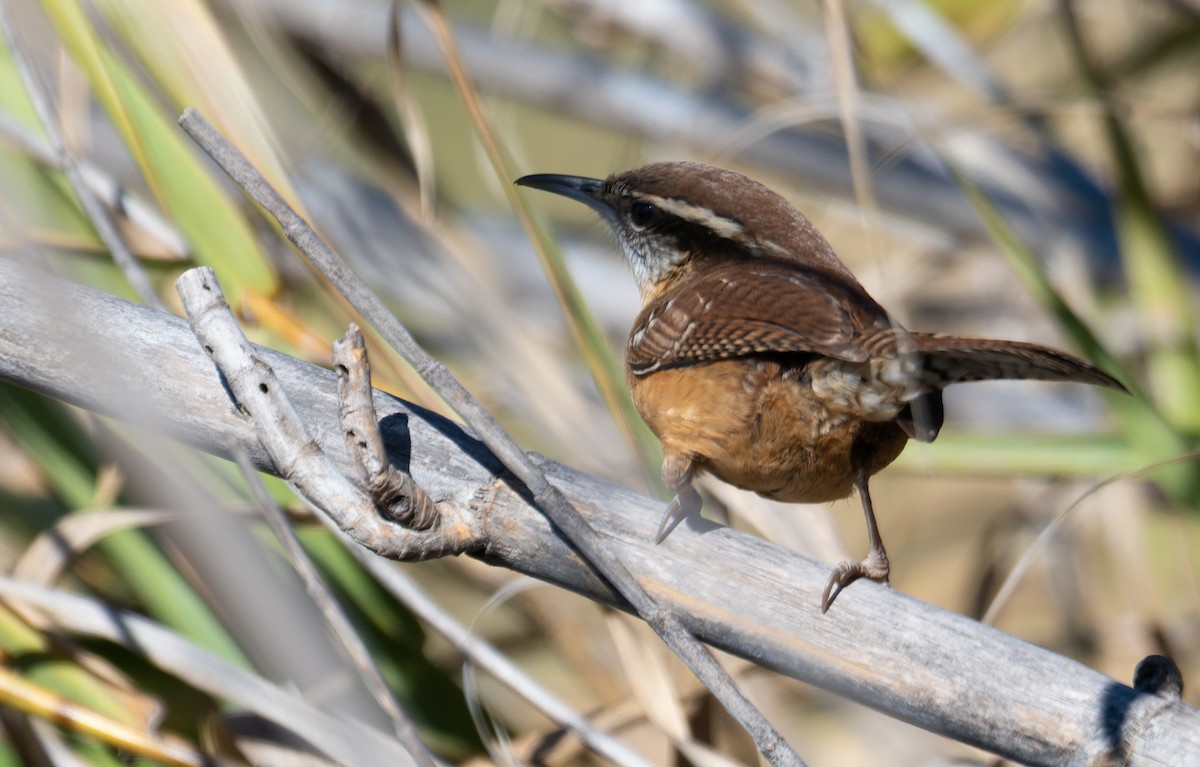 Carolina Wren - ML649822176