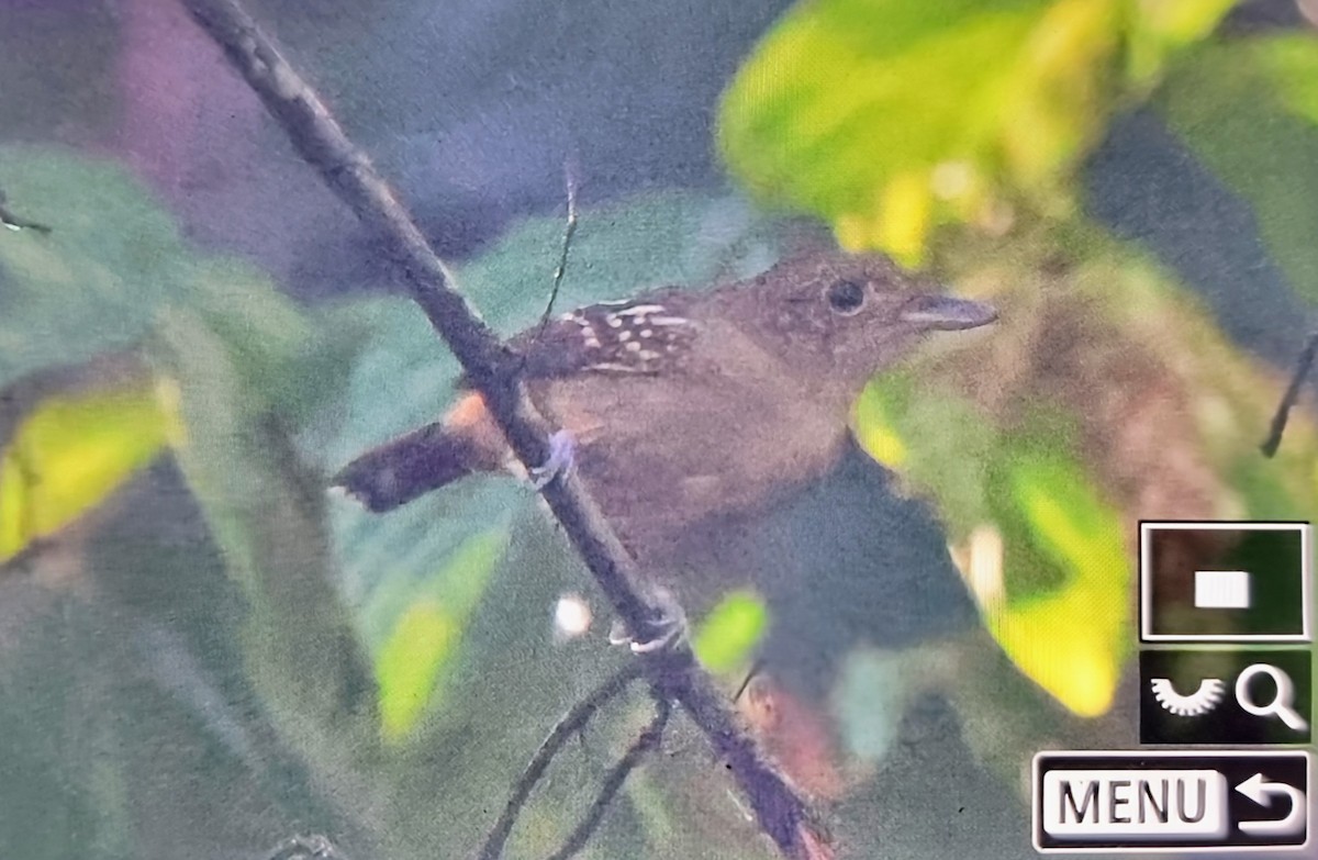Black-crowned Antshrike - ML649822178