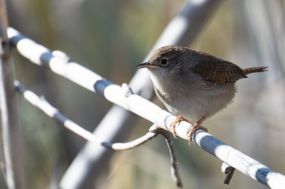 Northern House Wren - ML649822180