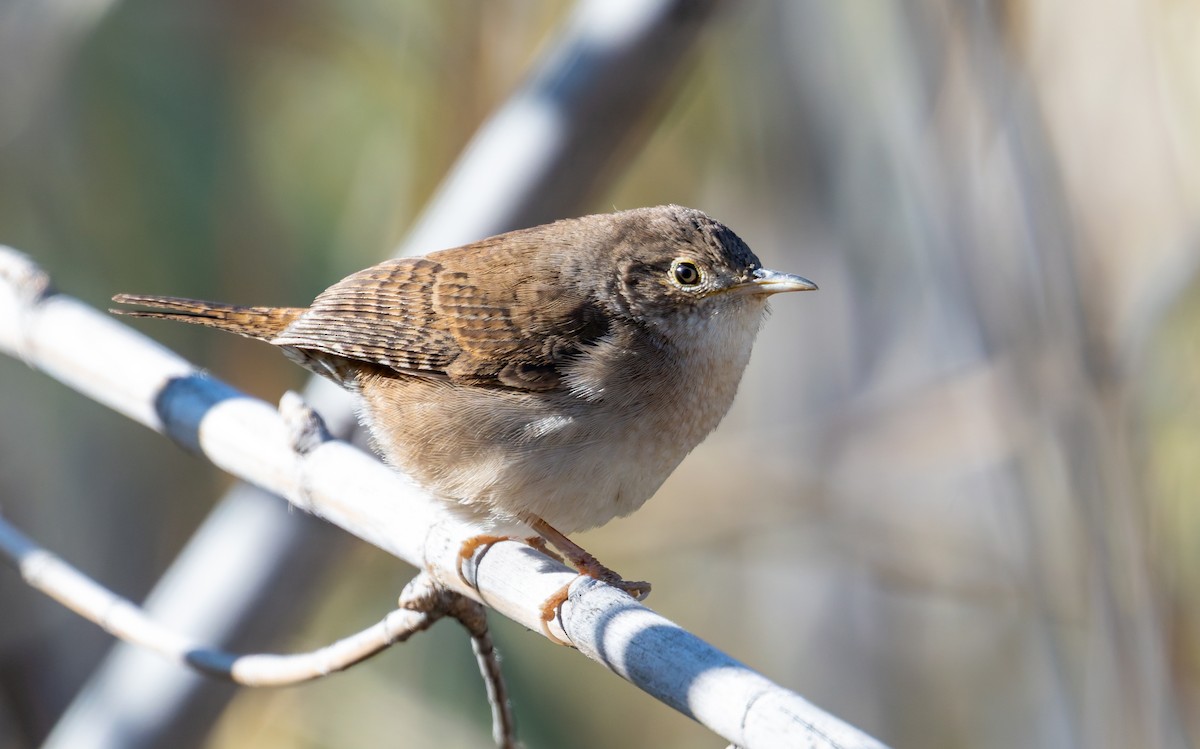 Northern House Wren - ML649822181