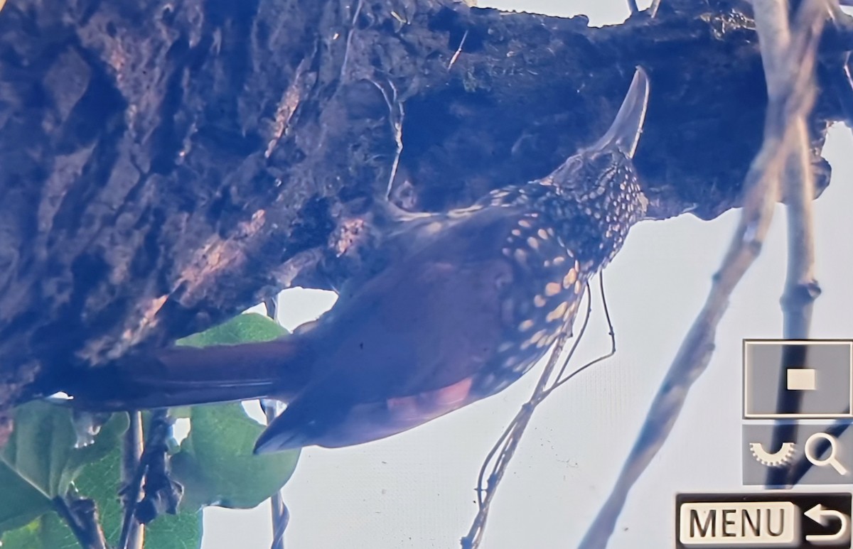 Black-striped Woodcreeper - ML649822184